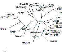 系統樹形図